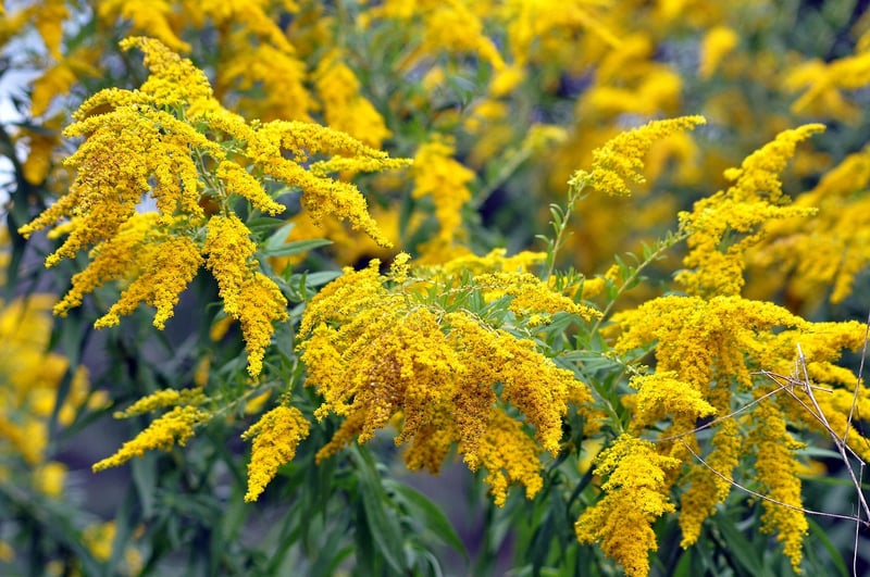 Magical Herbalism