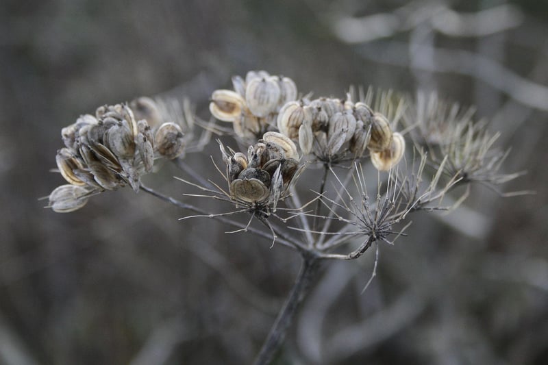Mystical Botany
