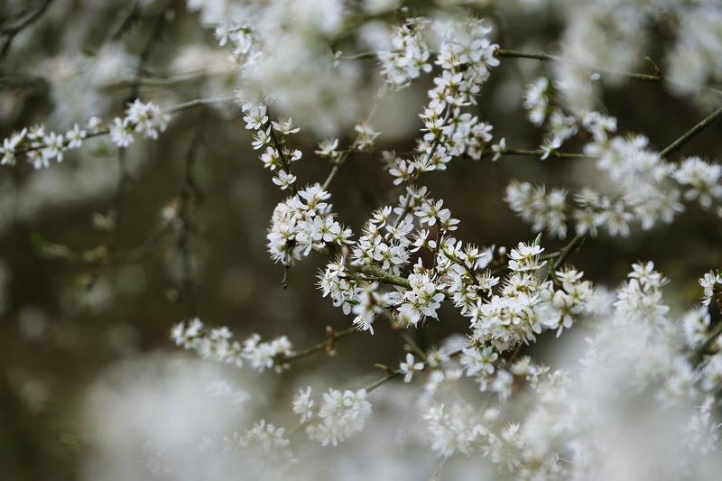 Starlight Blossoms