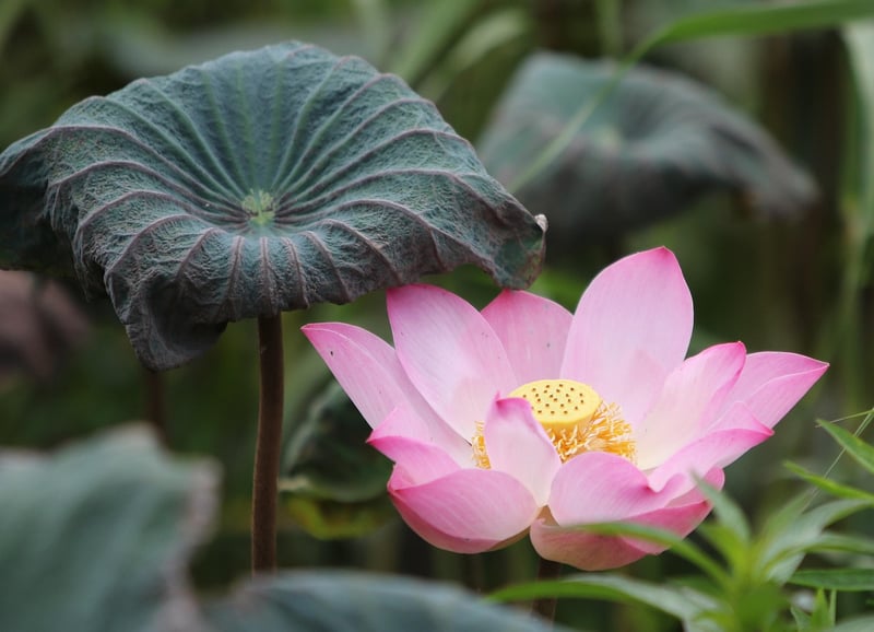 Enchanted Lotus Pond