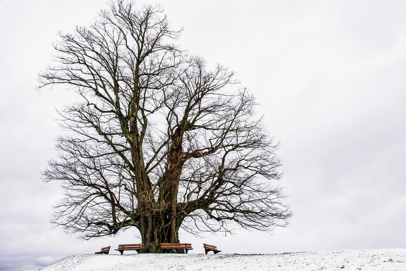 Whispering Willow Tree