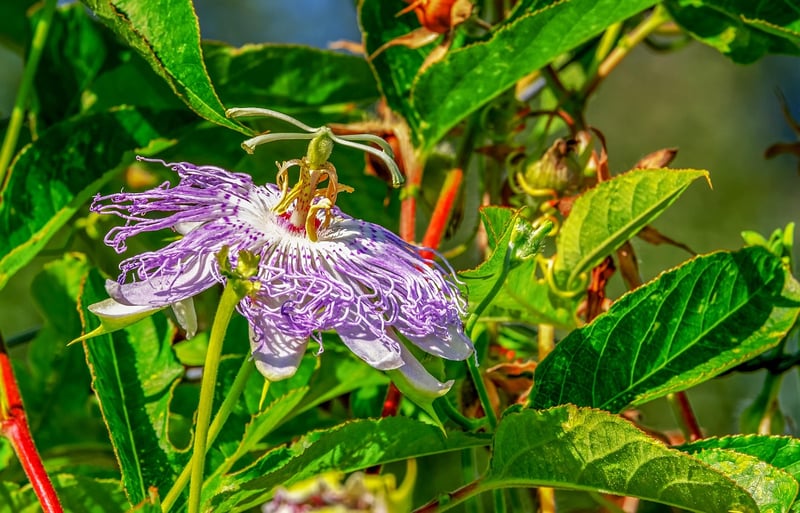 Crystal Cascade Vine